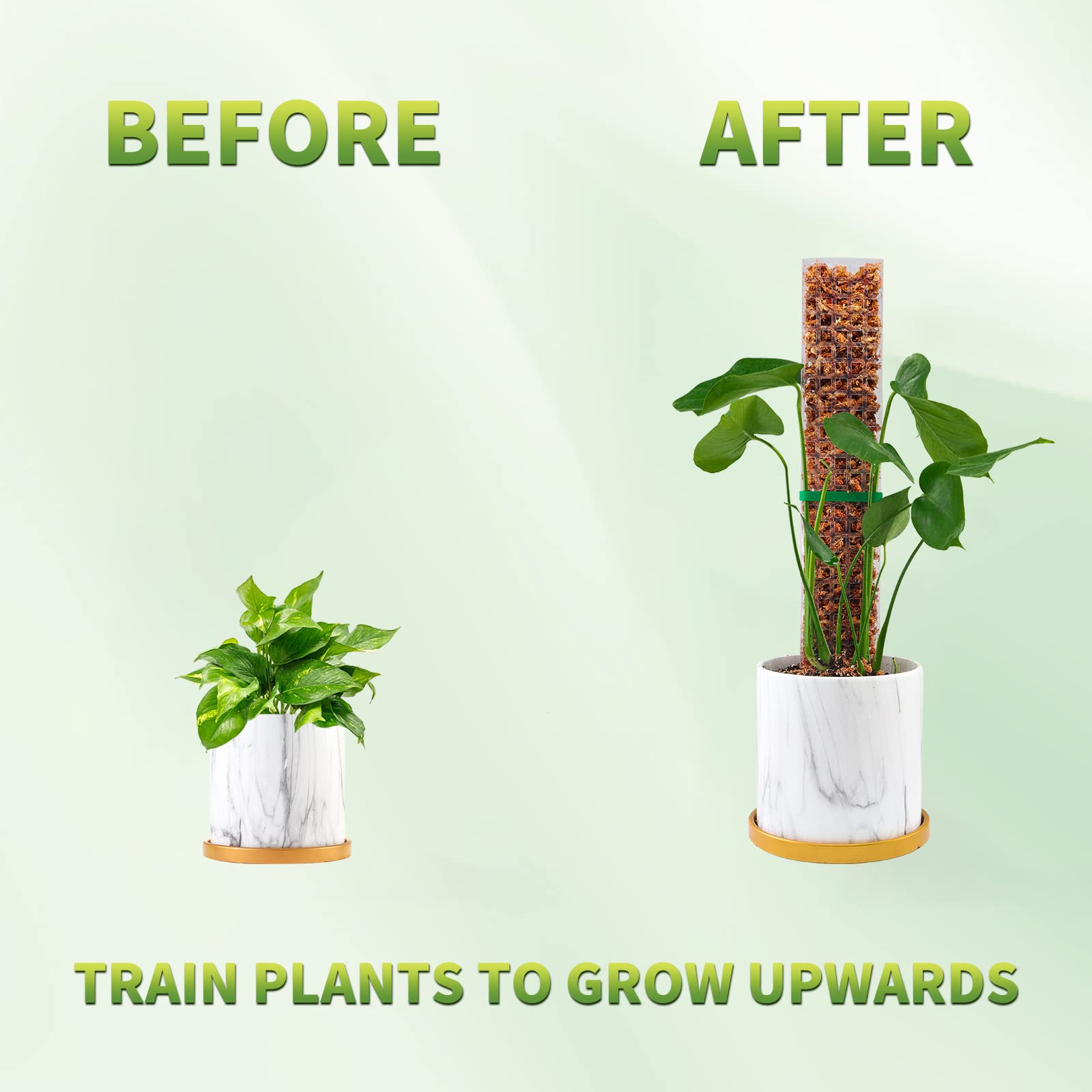 Moss Poles Plants Plant Suppor - Echeveria Succulent 리뷰 및 가격