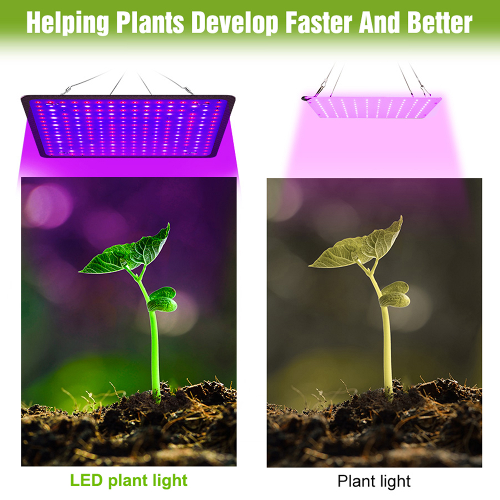 400W LED Grow Light Full Spect - Echeveria Succulent 리뷰 및 가격