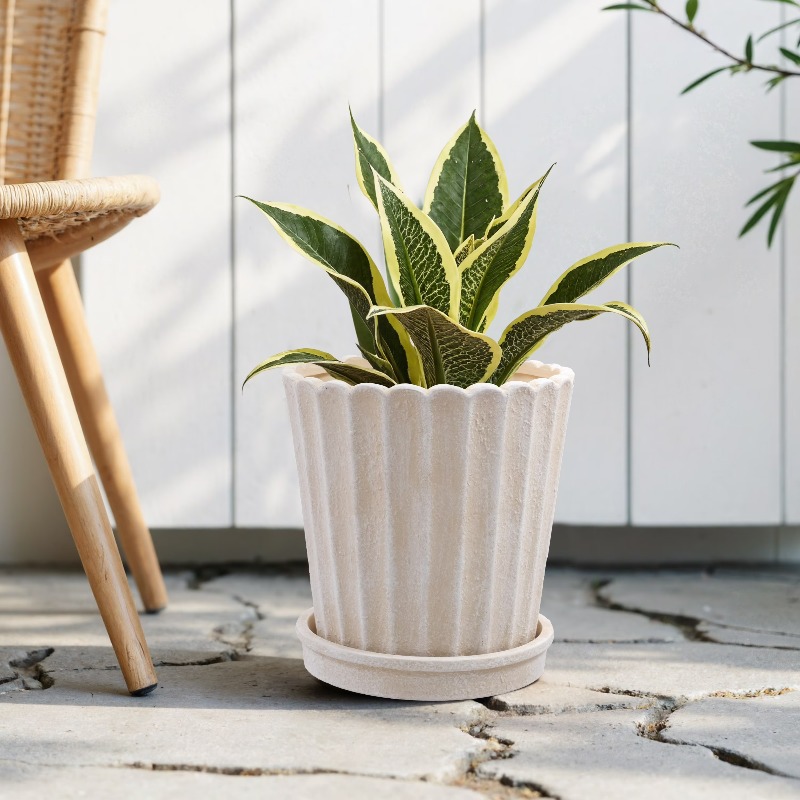 8 Inch Shell Planter Cream Cer - Aloe Vera Pot 리뷰 및 가격