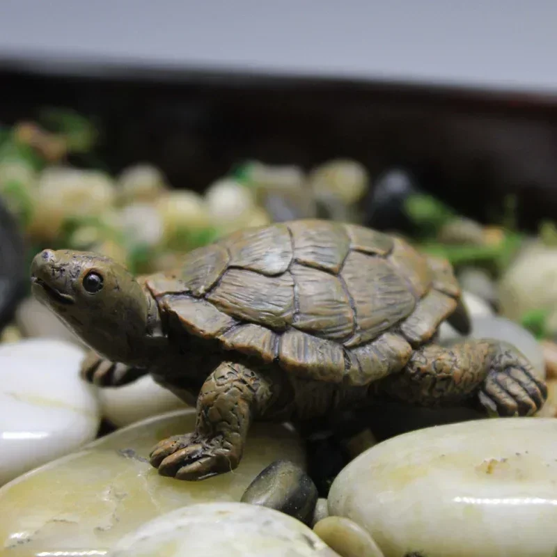 Simulation of Small Turtle Res - Echeveria Succulent 리뷰 및 가격