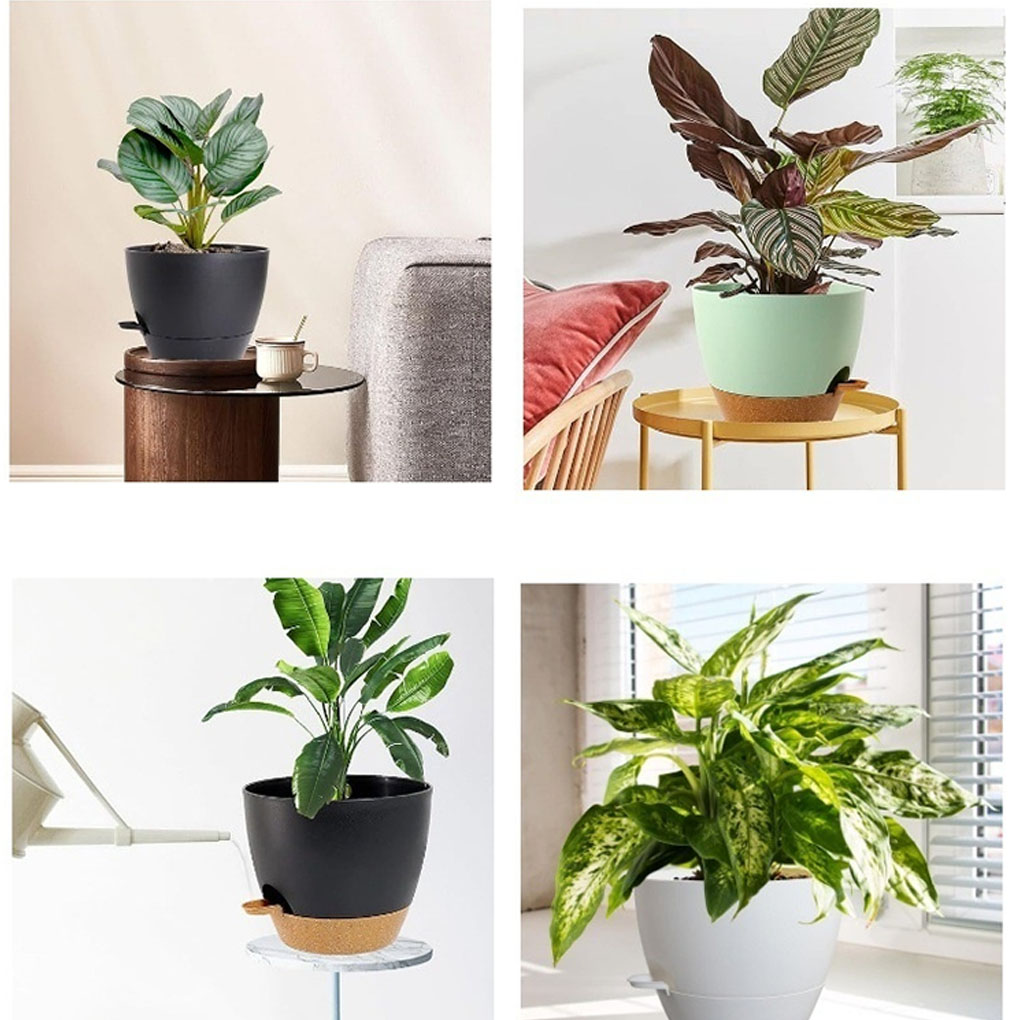 5piece Indoor Flower Pots With - Aloe Vera Pot 리뷰 및 가격