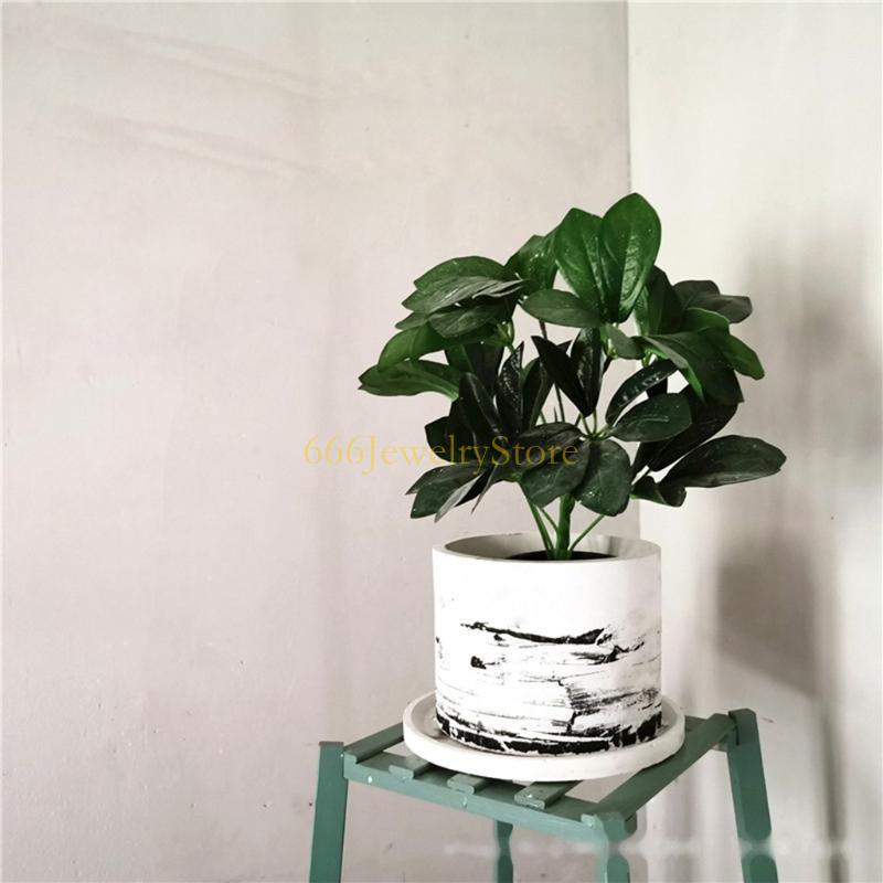F2TD Large Round Concrete Flow - Echeveria Succulent 리뷰 및 가격