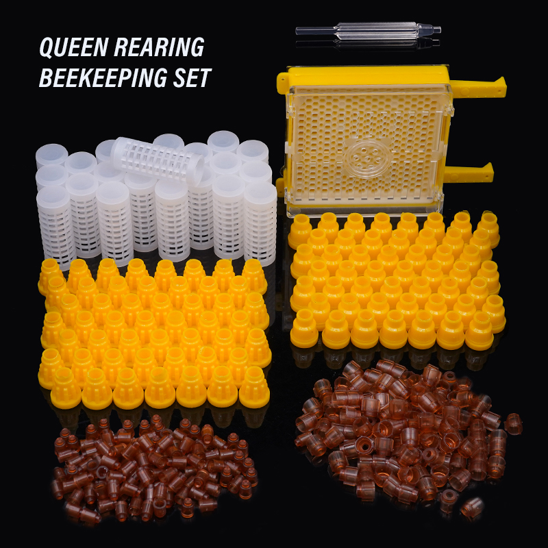 Germany Jenter Queen Rearing K - Begonia Rex 리뷰 및 가격