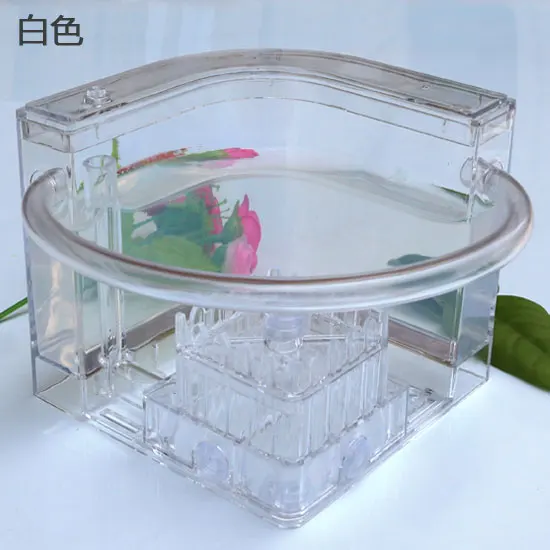 Ant Workshop Roller Coaster Ec - Begonia Rex 리뷰 및 가격