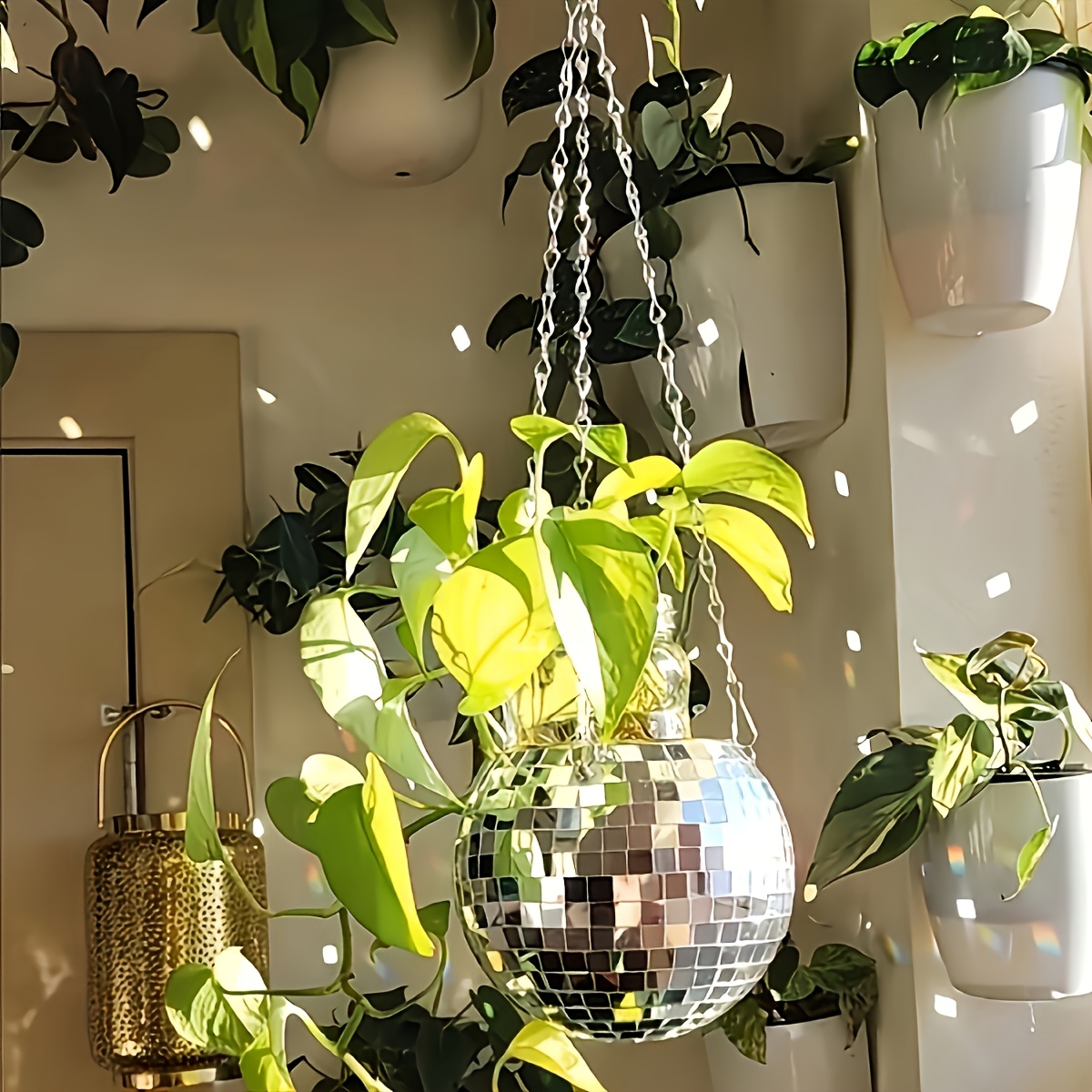 Disco Mirror Ball Hanging Flow - Echeveria Succulent 리뷰 및 가격