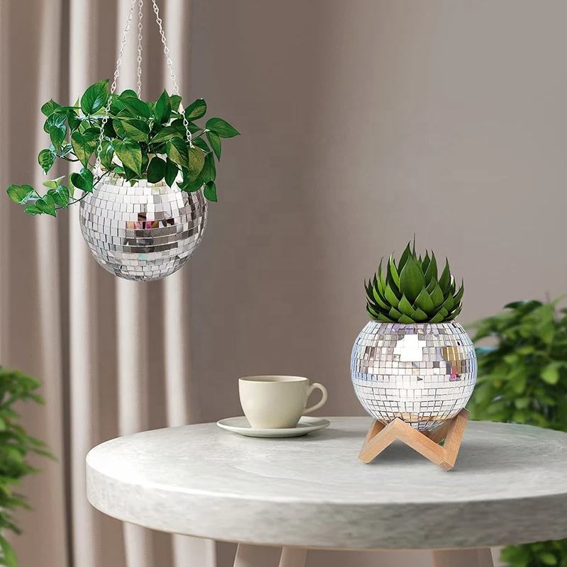 Disco Mirror Ball Hanging Flow - Echeveria Succulent 리뷰 및 가격