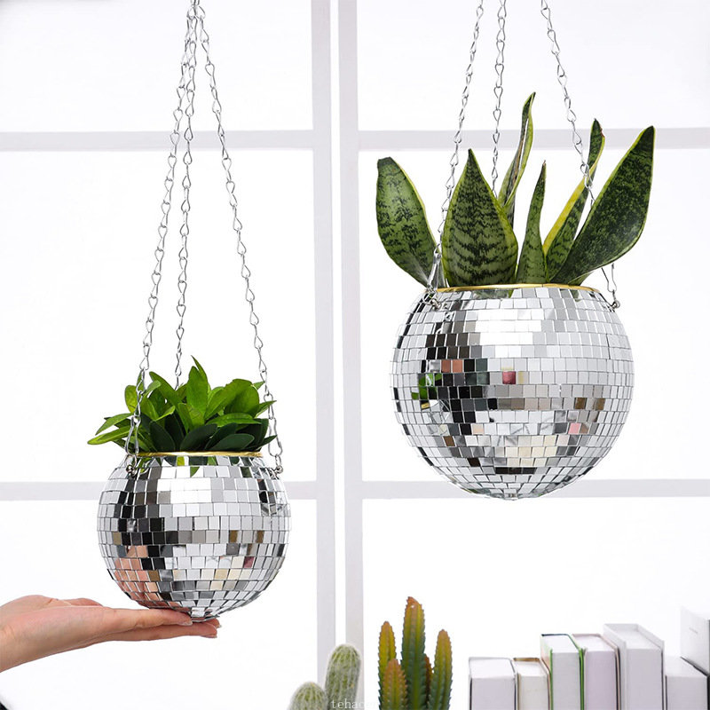 Disco Mirror Ball Hanging Flow - Echeveria Succulent 리뷰 및 가격