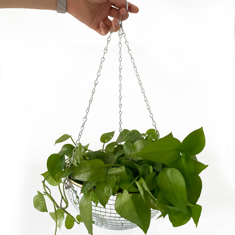 Disco Mirror Ball Hanging Flow - Echeveria Succulent 리뷰 및 가격