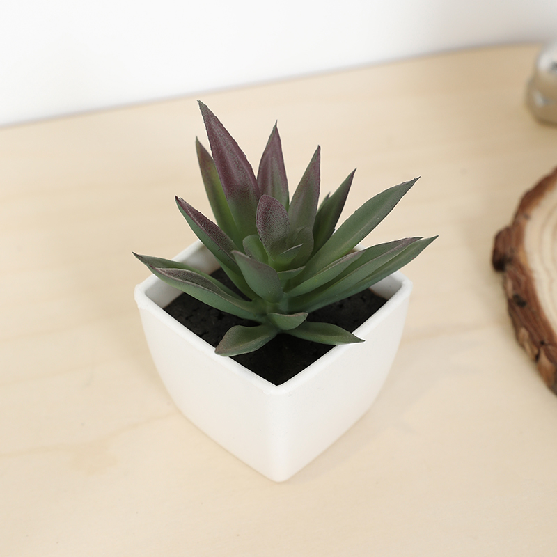 Mini Artificial Succulent Fair - Echeveria Succulent 리뷰 및 가격