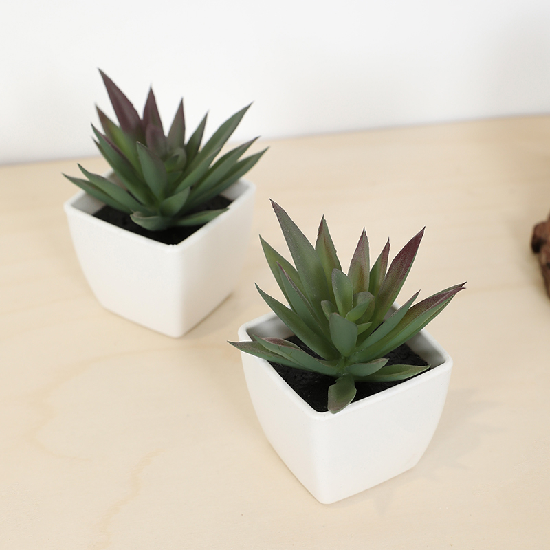 Mini Artificial Succulent Fair - Echeveria Succulent 리뷰 및 가격