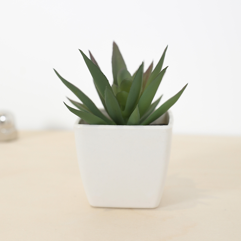 Mini Artificial Succulent Fair - Echeveria Succulent 리뷰 및 가격