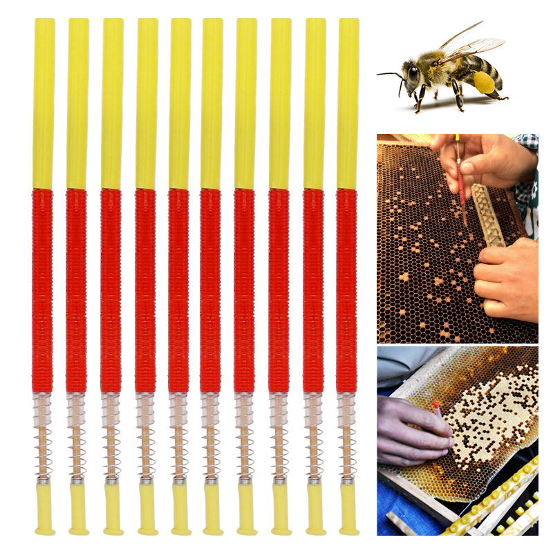 5/10Pcs Beekeeping Grafting To - Begonia Rex 리뷰 및 가격