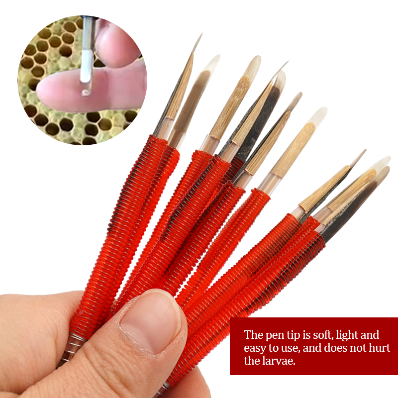 5/10Pcs Beekeeping Grafting To - Begonia Rex 리뷰 및 가격